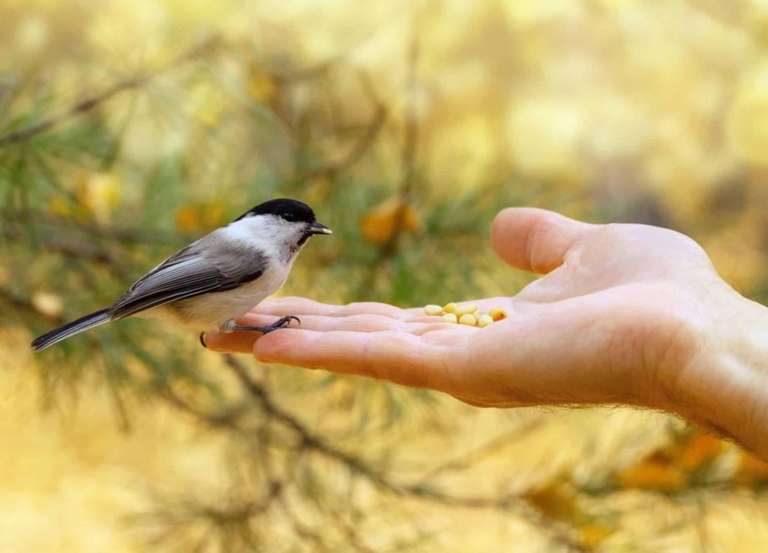 Cet aliment courant pour oiseaux peut nuire à leur santé