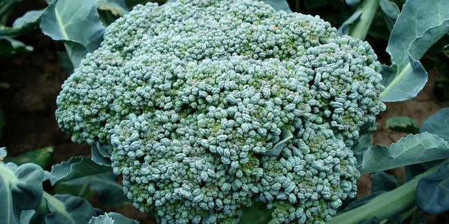 Le brocoli, ce trésor italien à découvrir