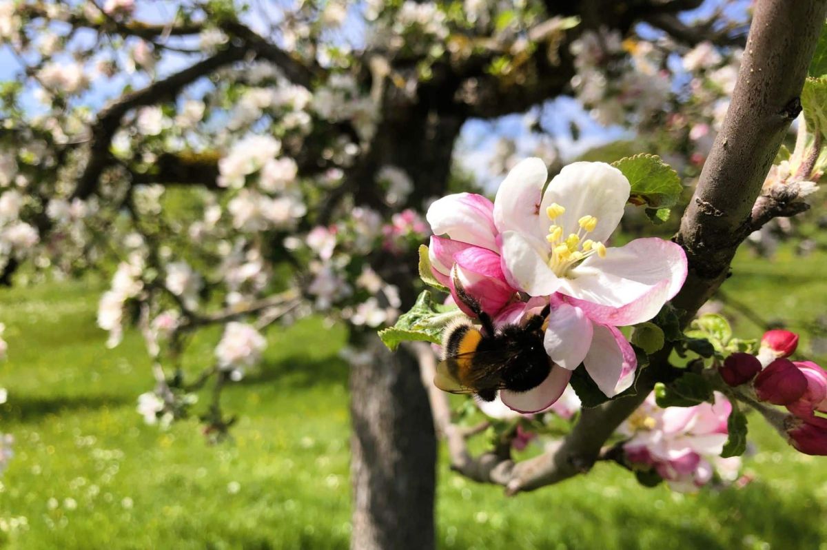 Le geste simple qui fait fleurir vos arbres fruitiers en un rien de temps