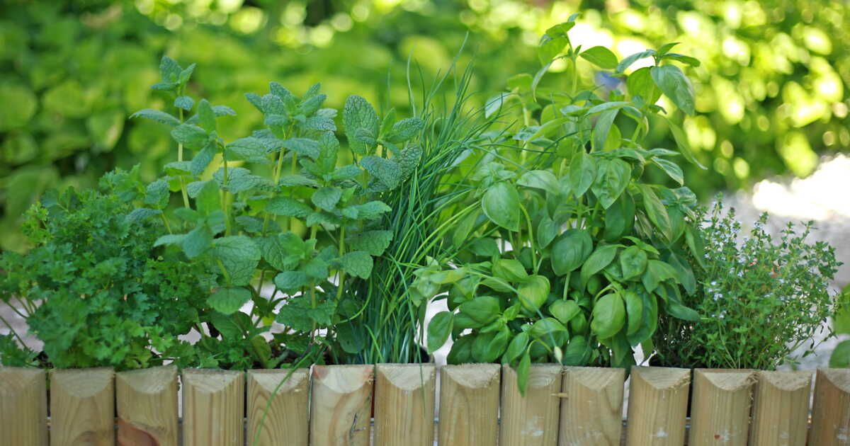 Les herbes aromatiques : des trésors de saveurs pour vos plats