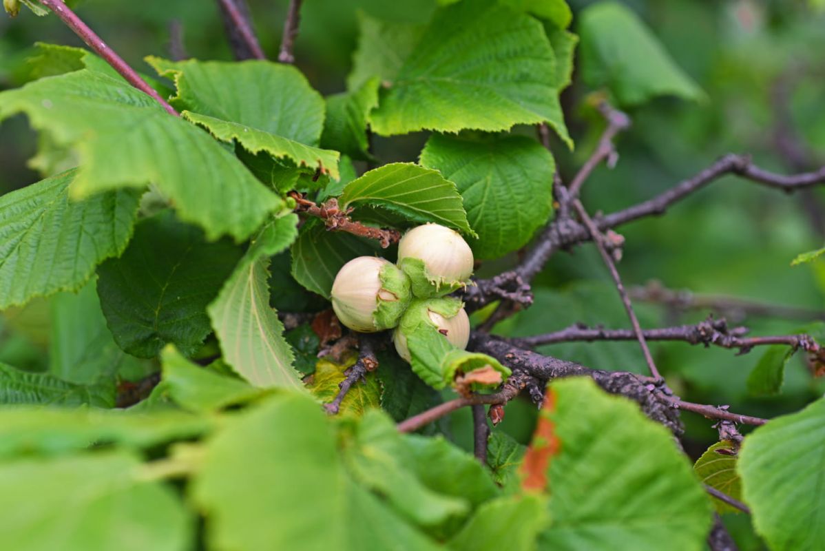 Le noisetier, l'arbre des jardins : guide de plantation et entretien