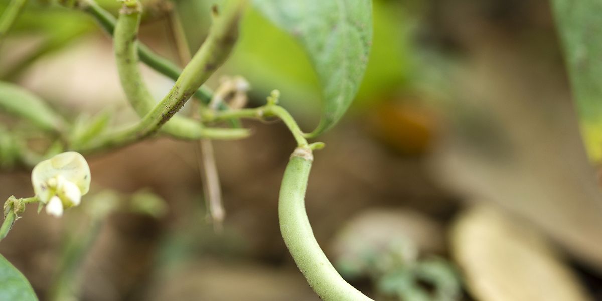 Comment gérer l'invasion de pucerons sur vos haricots verts ?