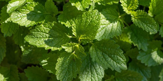 Mélisse : la plante aux multiples bienfaits pour votre santé
