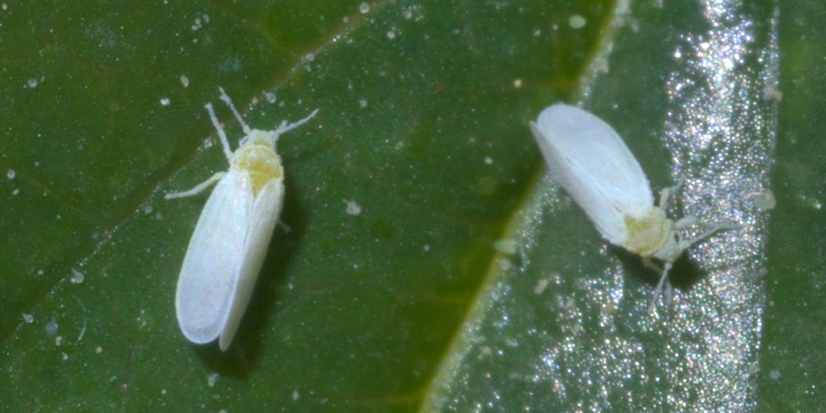 Mouche blanche : identification et solutions naturelles au jardin