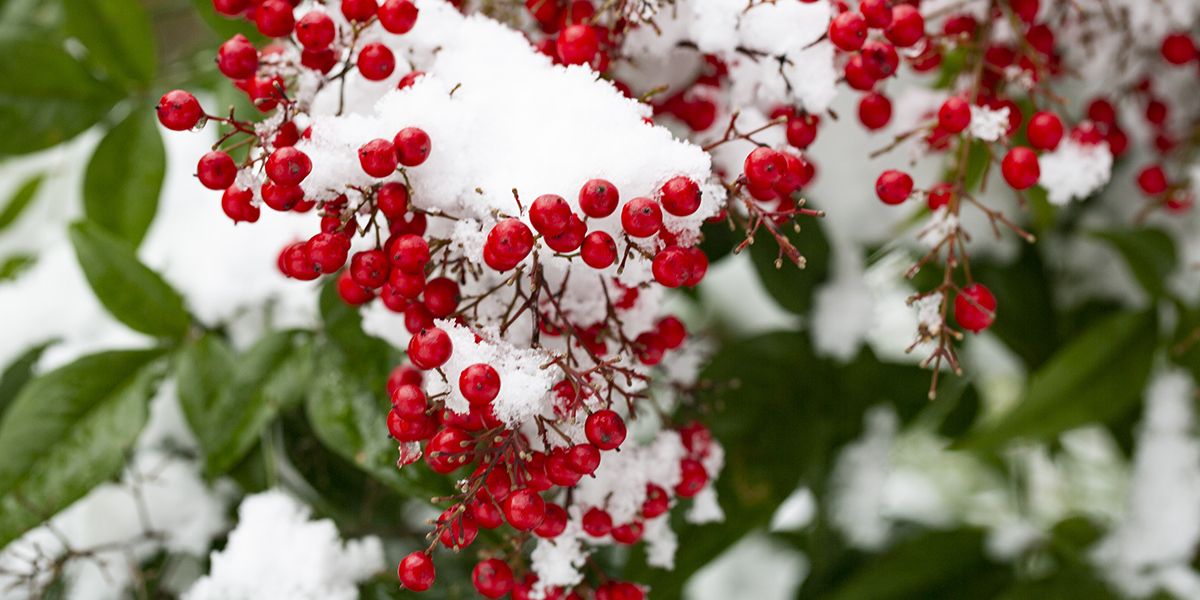 7 plantes exotiques surprises qui survivront au froid