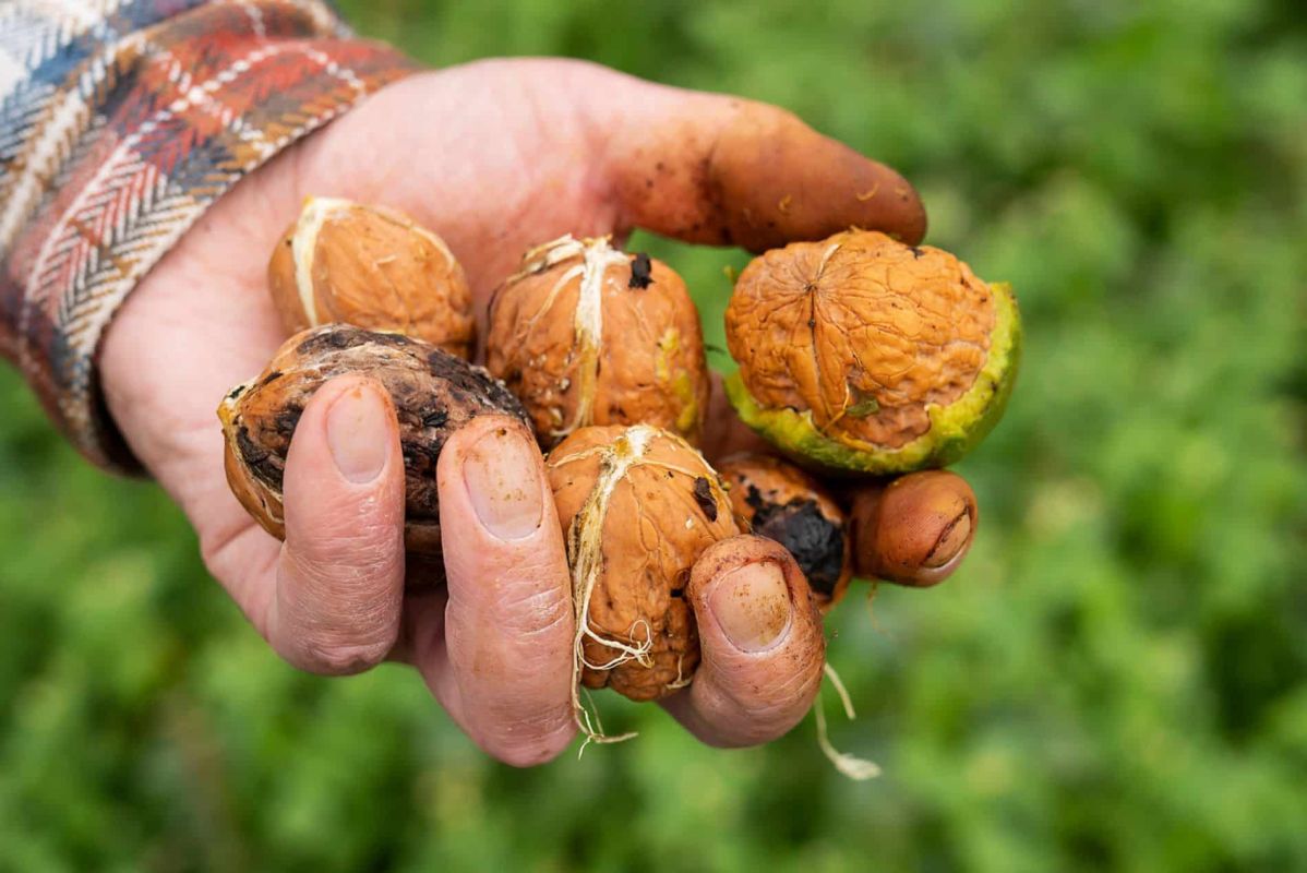 Transformez vos coquilles de noix en trésors pour votre jardin et votre maison
