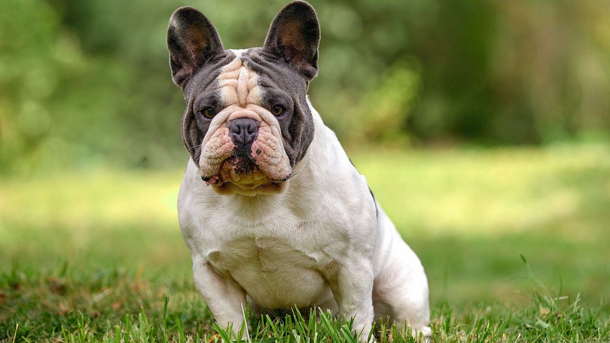 Un rendez-vous tragique : une femme condamnée après la mort de son chien dans une voiture