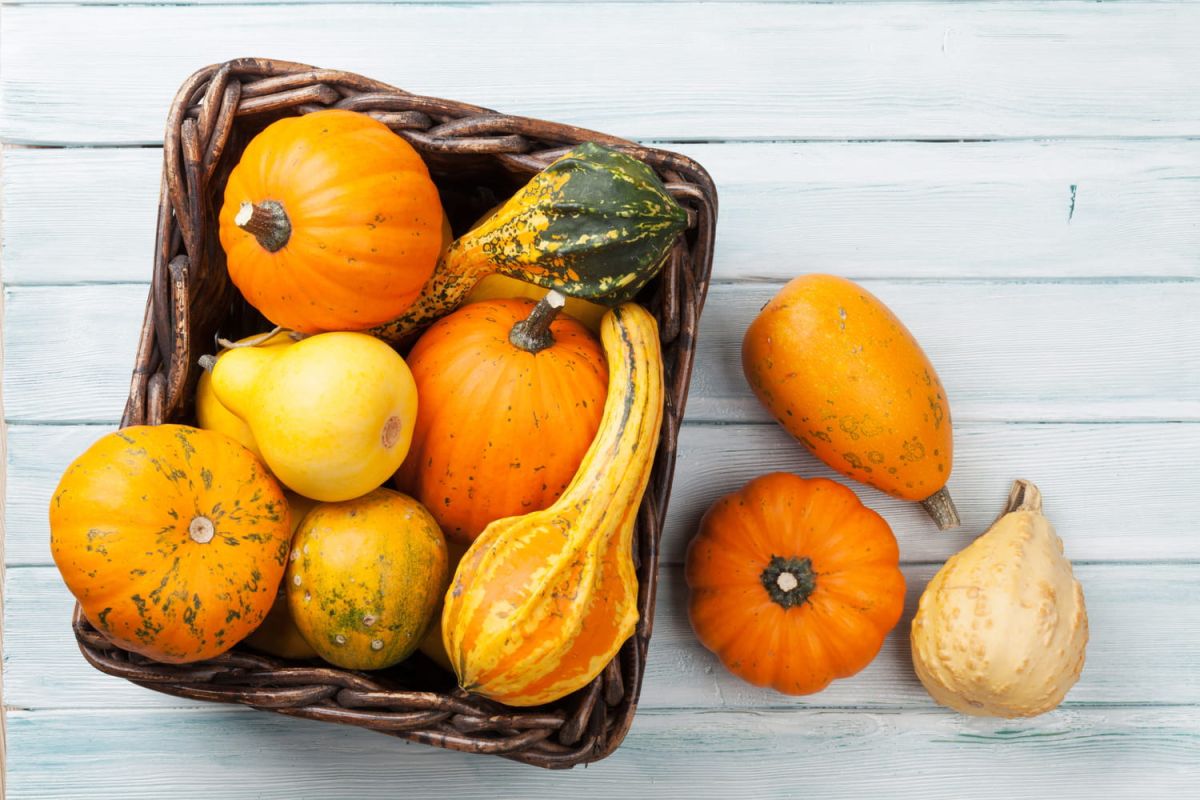 Attention aux courges : comment identifier celles qui ne se mangent pas