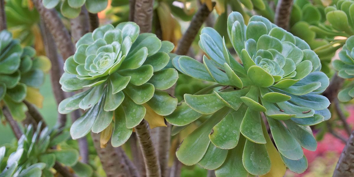 Découvrez l'aeonium, cette succulente au charme méditerranéen