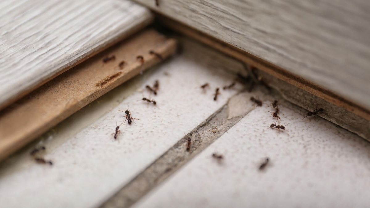 Lutter contre l'invasion de fourmis : des solutions naturelles à découvrir