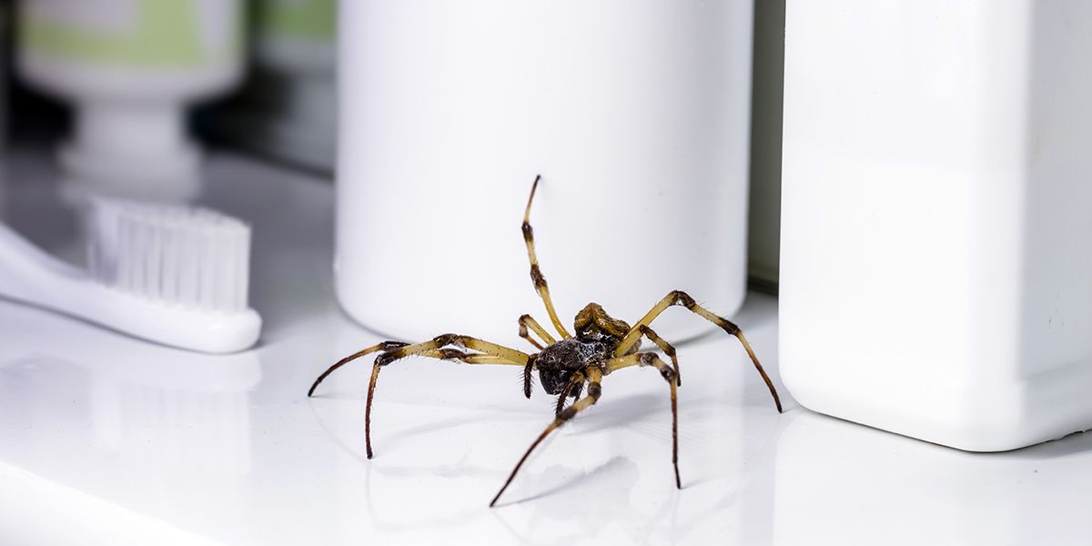 découvrez 10 répulsifs naturels pour éloigner les araignées de votre maison