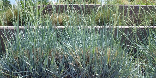 Élyme de Magellan (Elymus magellanicus), le blé bleu