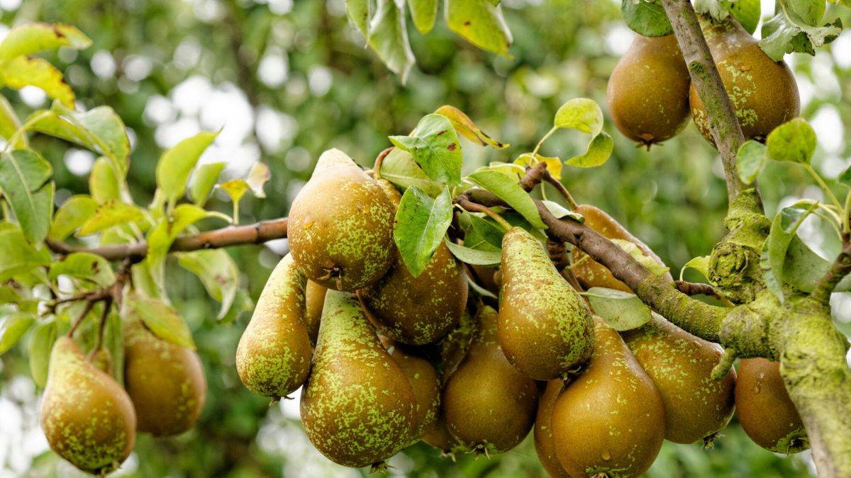 l'art de planter des arbres fruitiers pour des récoltes gourmandes