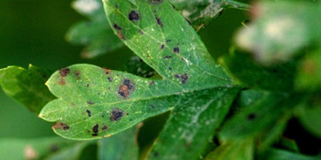 Comprendre et traiter l'entomosporiose