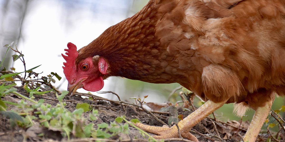 Ravivez votre jardin : 4 ravageurs que vos poules vont adorer éliminer