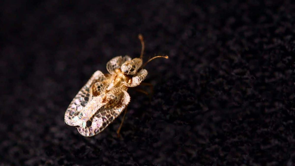 Un nouvel insecte piqueur s'invite à Paris : attention au tigre des platanes