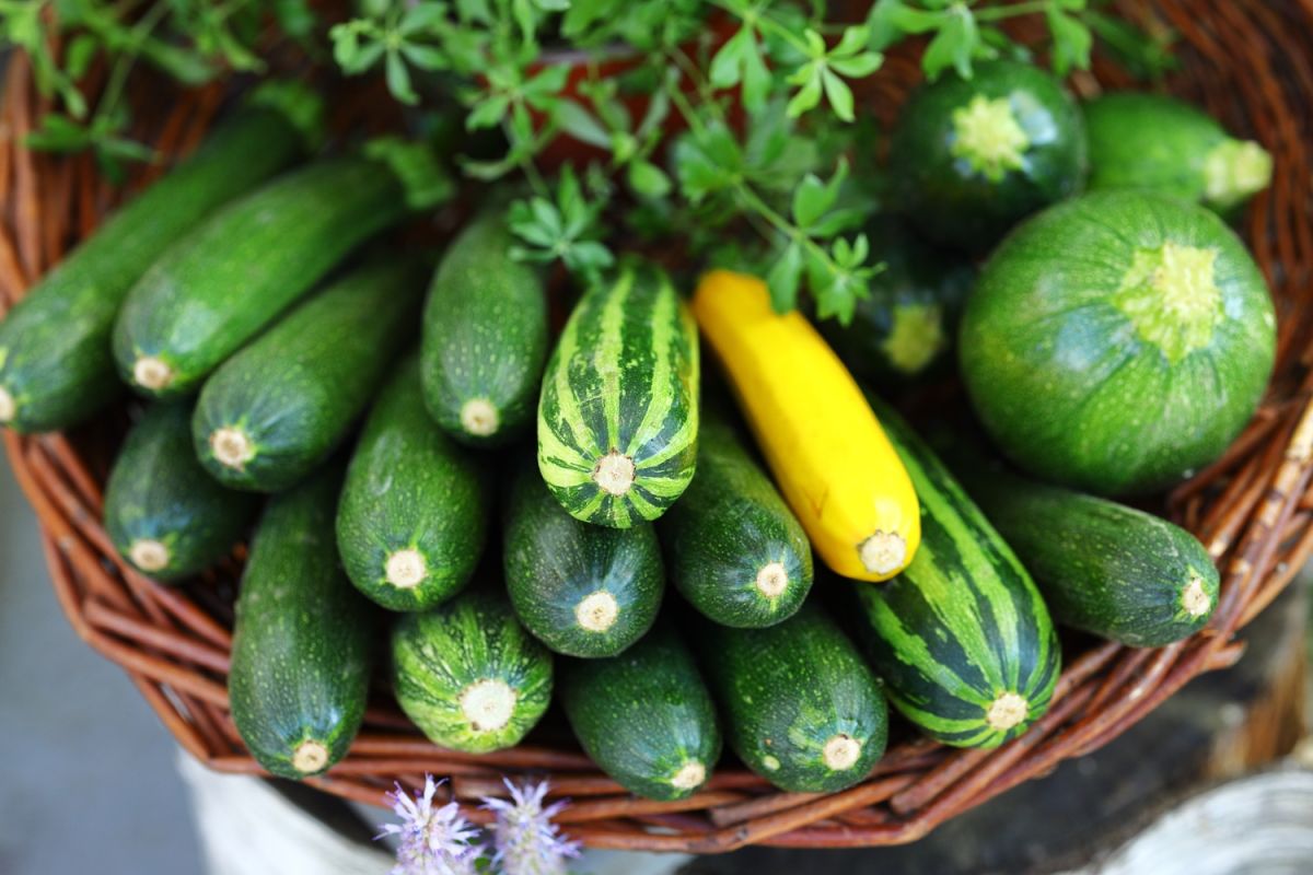 Les erreurs qui font pourrir vos courgettes rapidement