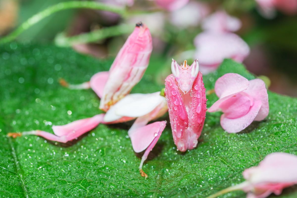 l'orchidée assassin : un camouflet florale redoutable