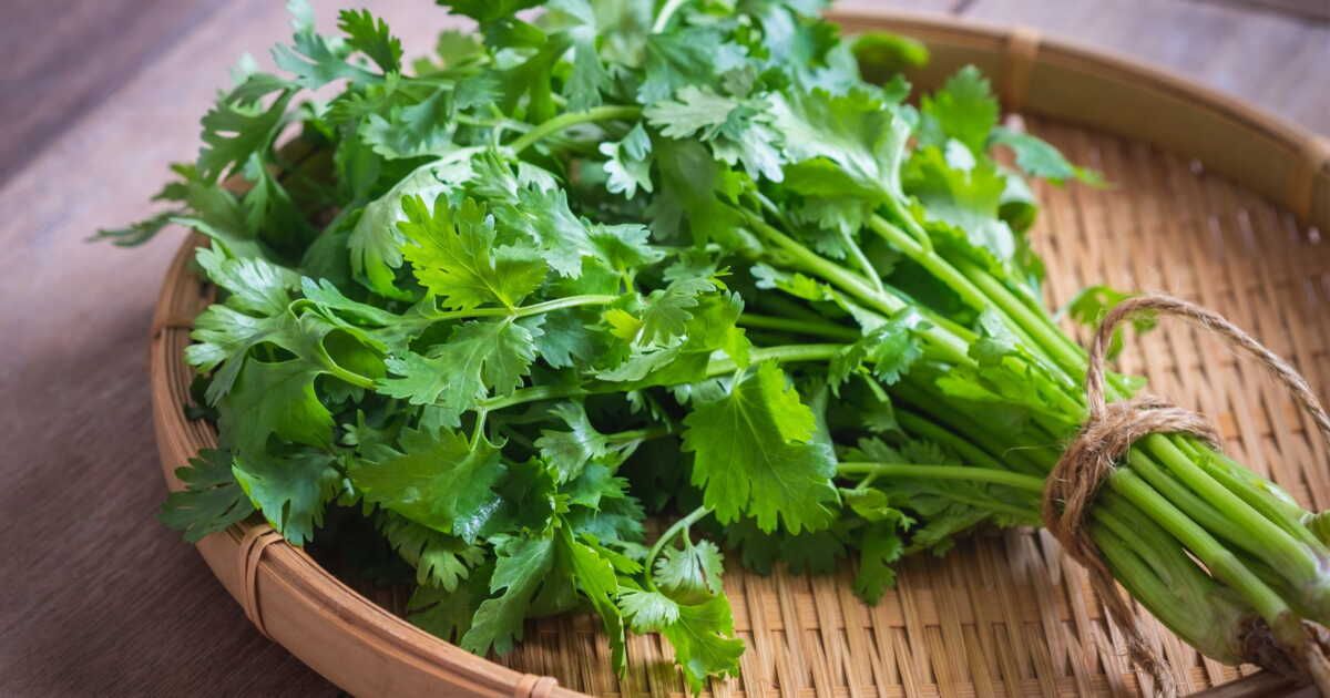 découvrez les étonnants bienfaits de la coriandre pour votre santé