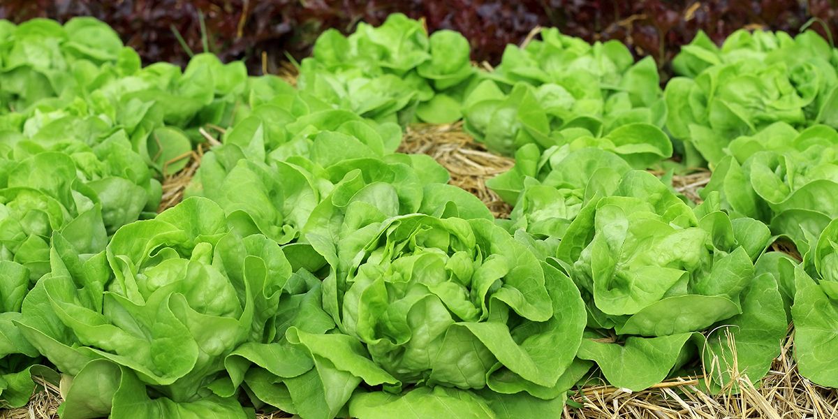 les 9 légumes incontournables pour les jardiniers débutants