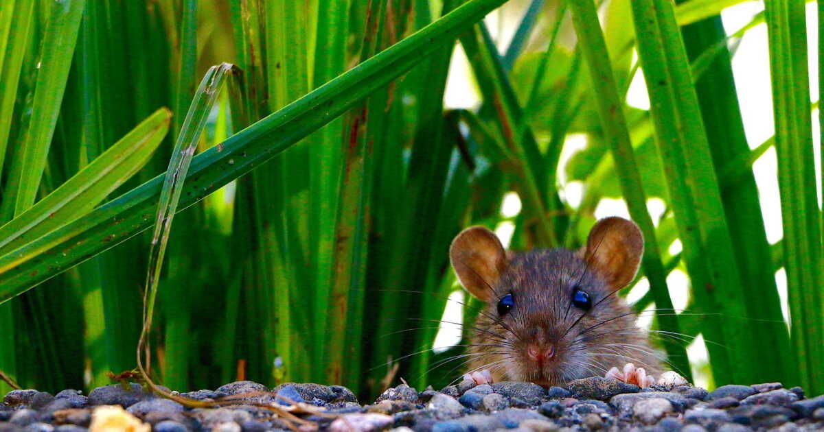 Des solutions naturelles pour éloigner les rats de votre jardin