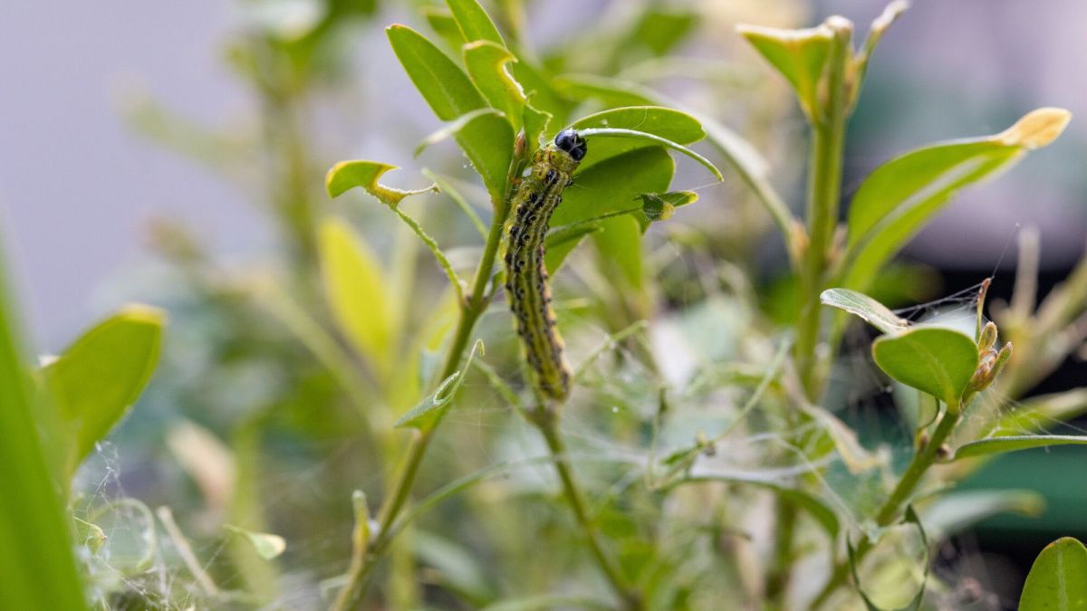 Protéger son jardin de la pyrale du buis : solutions efficaces et naturelles