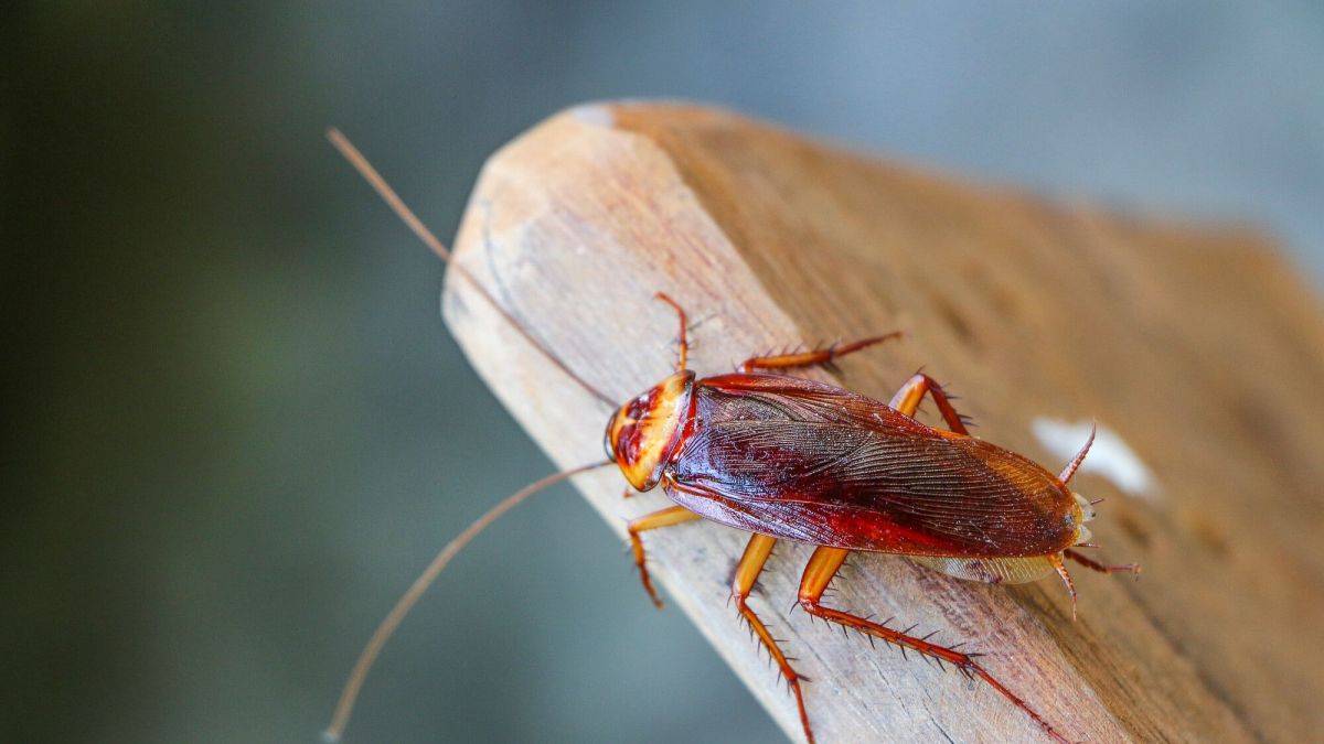Des solutions naturelles pour éloigner les cafards efficacement