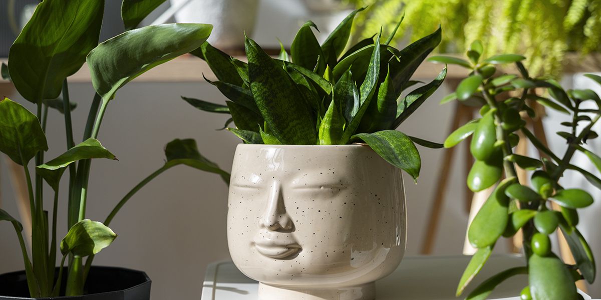Comment chouchouter vos plantes d'intérieur en hiver