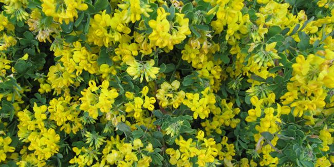 Coronille des jardins (Coronilla emerus)