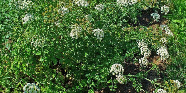 L'œnanthe : ces plantes belles mais redoutables