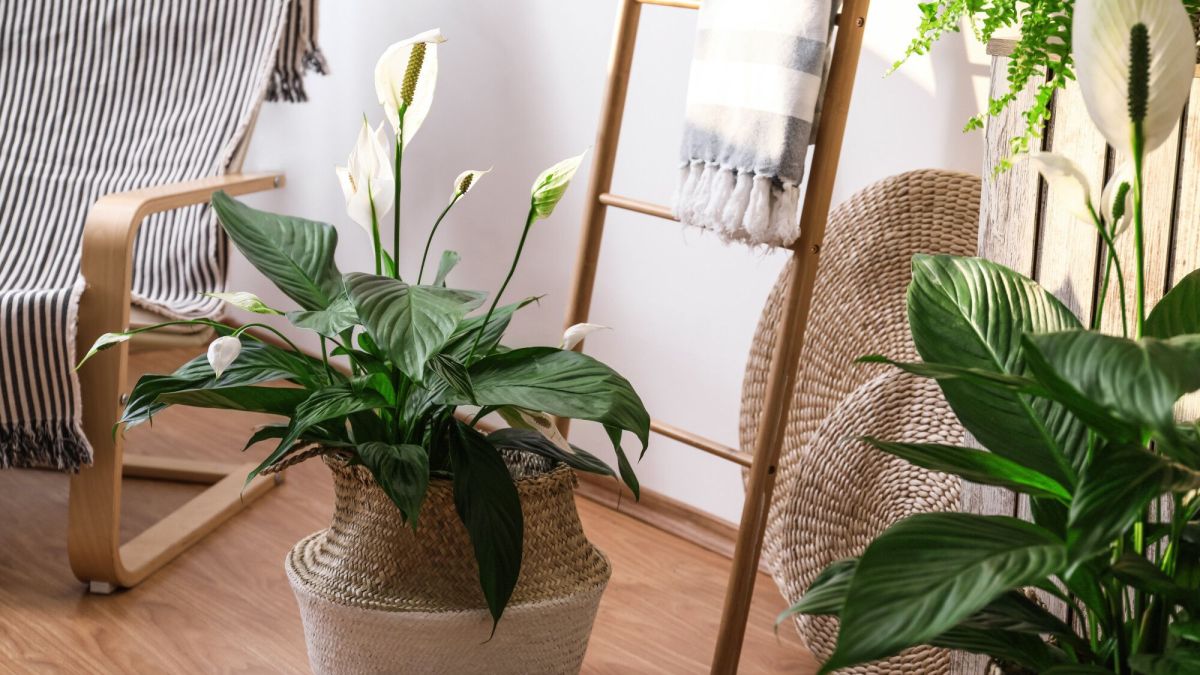 des plantes qui luttent contre l'humidité à la maison