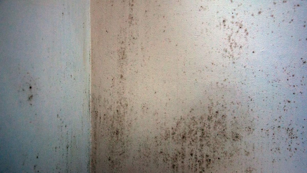 Une sexagénaire à Toulouse s'alarme de l'humidité dans son appartement