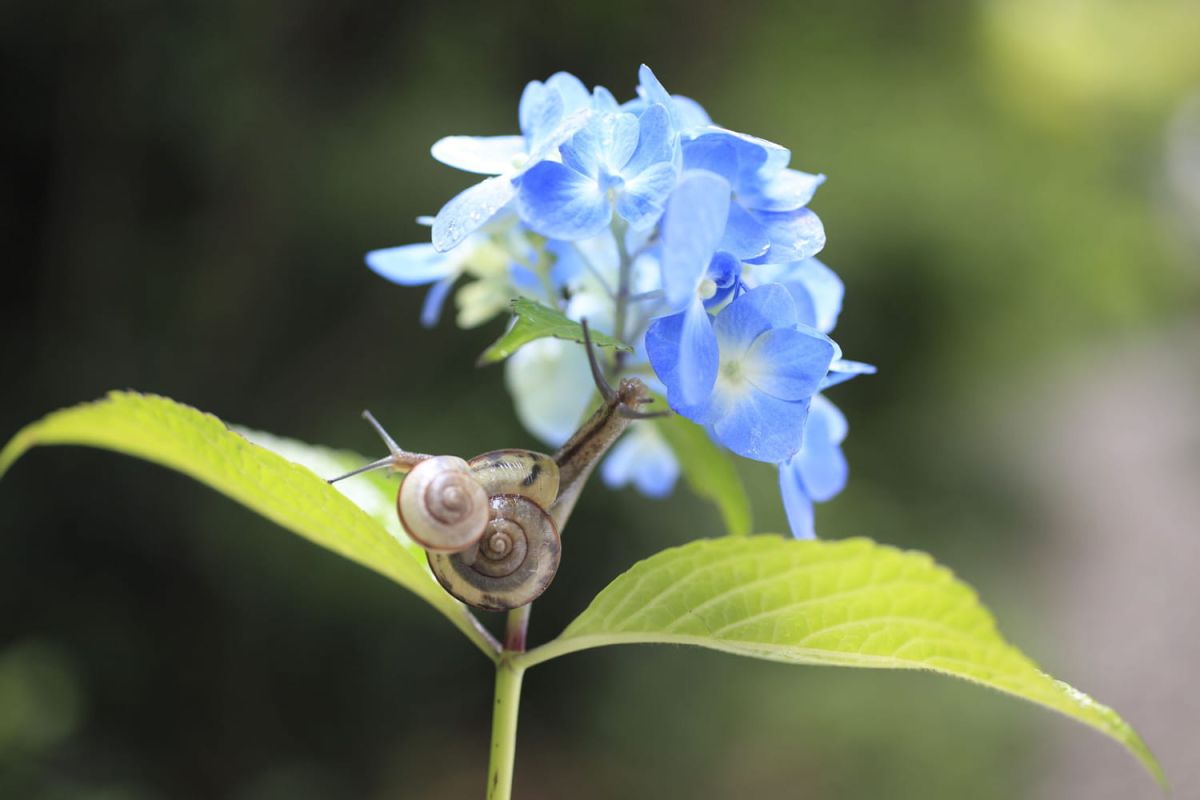 Les secrets d'une lutte naturelle contre les limaces et escargots