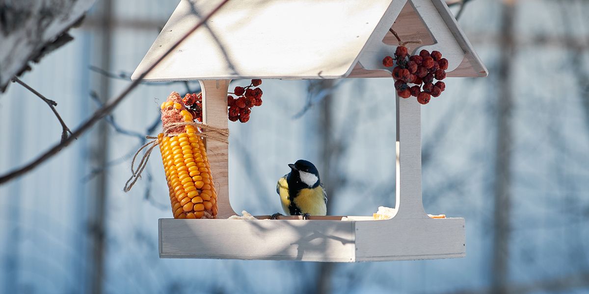 Comment nourrir les oiseaux du jardin en hiver : 8 astuces essentielles