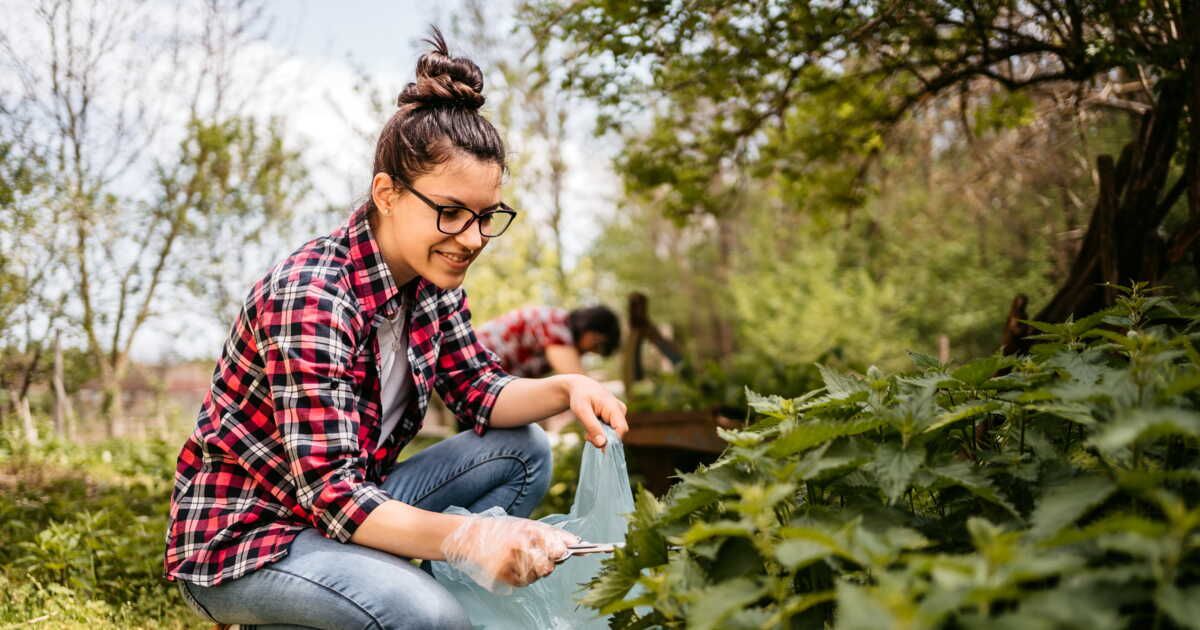 Comment se débarrasser naturellement des orties ?