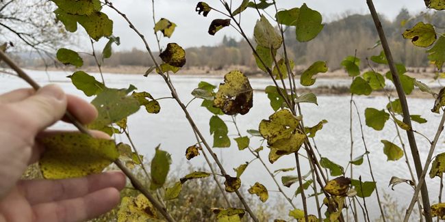 Les secrets du bouturage de peuplier : guide pratique