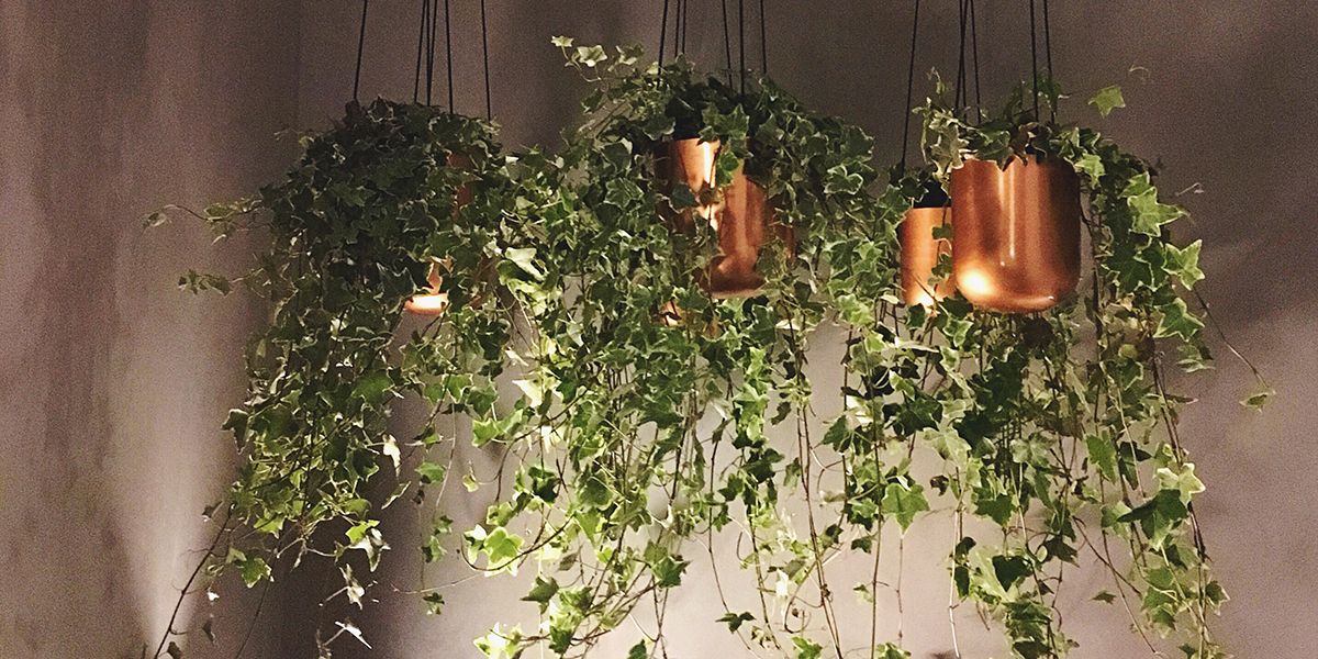 Cultiver du lierre en pot : 8 conseils pour une plante épanouie
