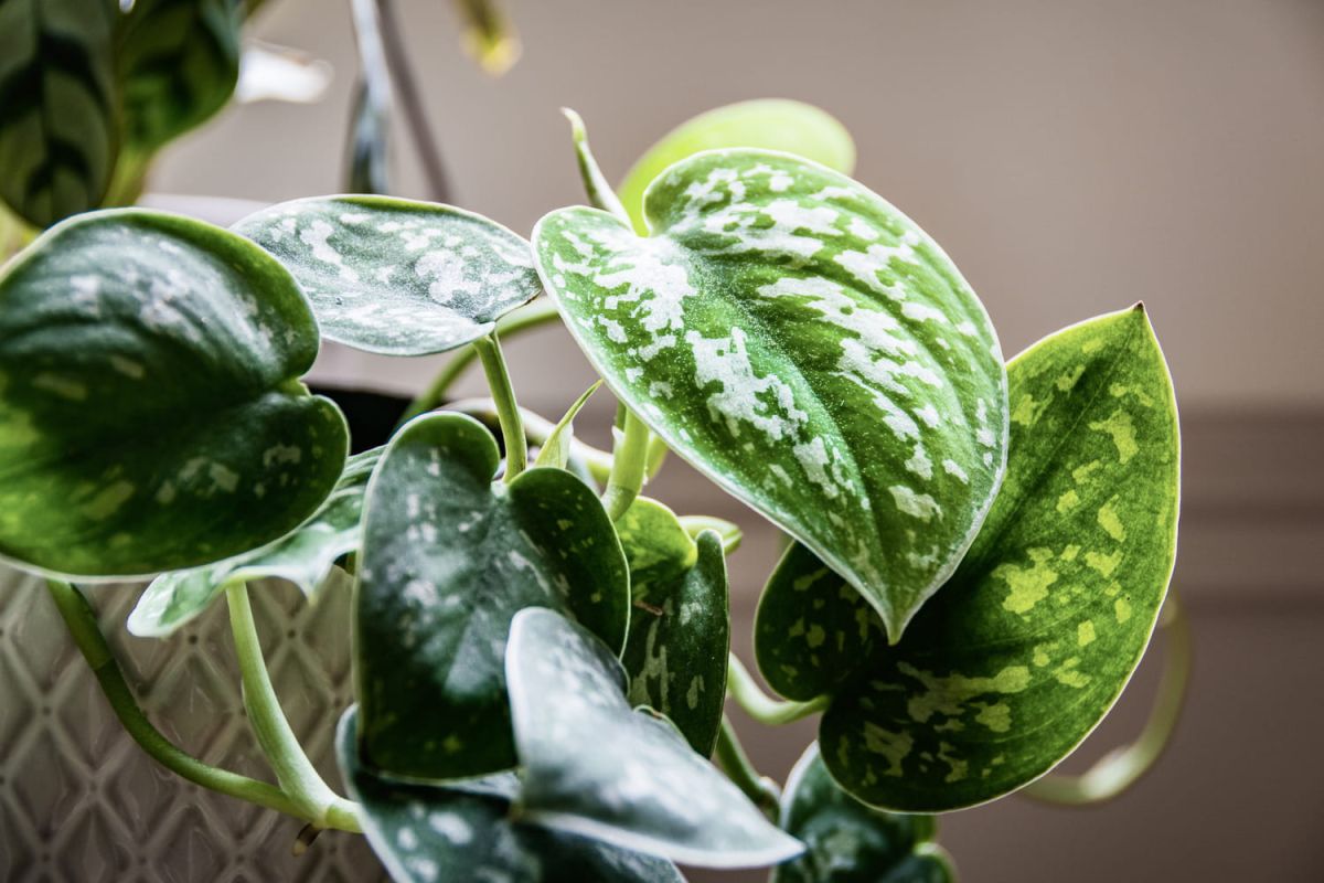 Découvrez les secrets pour sublimer votre pothos aux longues lianes
