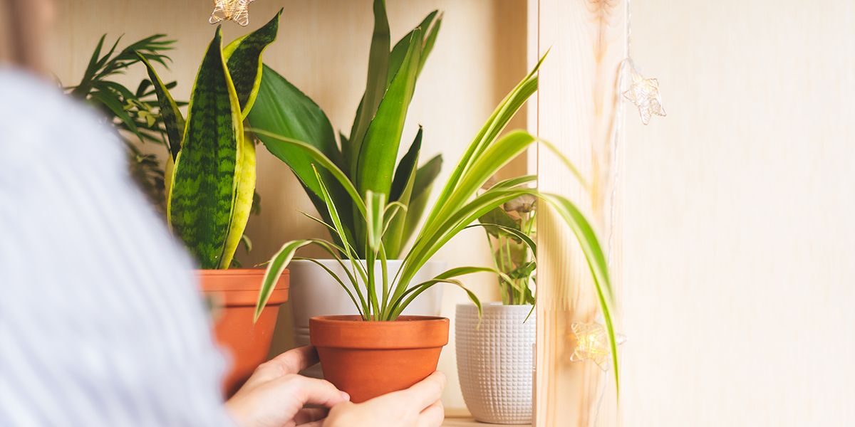 les plantes d'intérieur qui embellissent sans effort