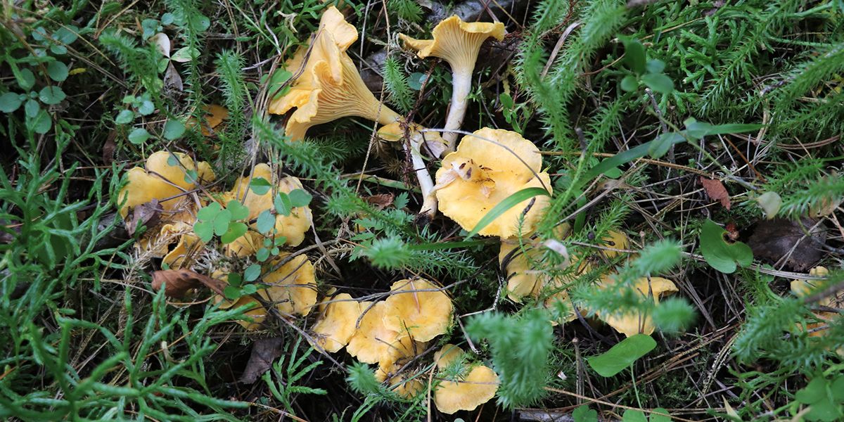 Chanterelles : guide pratique pour les reconnaître, les récolter et les cuisiner