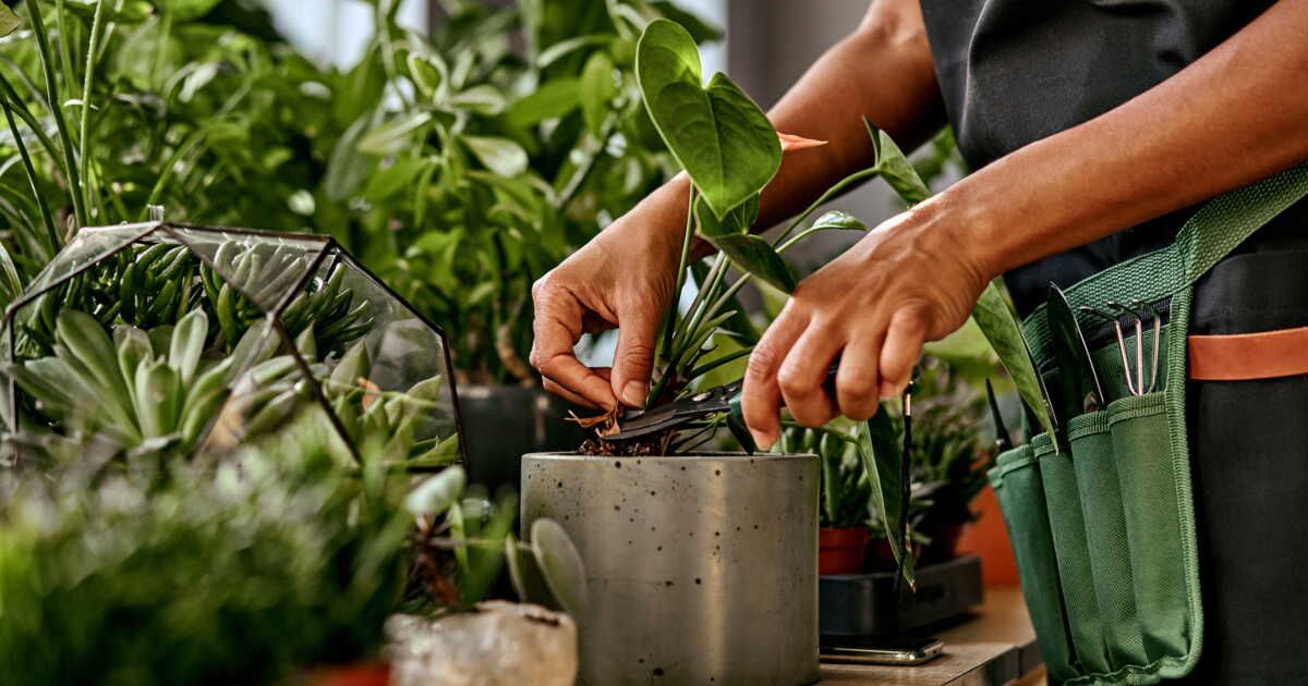 comment tailler vos plantes d'intérieur pour les garder en pleine forme