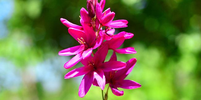 Ixia (Ixia viridiflora) : un joyau des jardins d'été