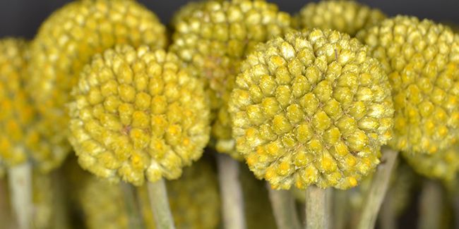 Craspédie : la plante qui danse au rythme des tambours