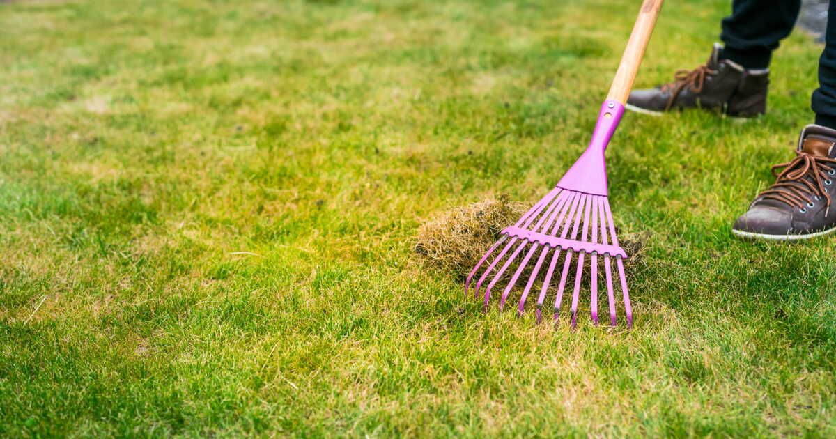 Comment revigorer votre pelouse jaunie ?