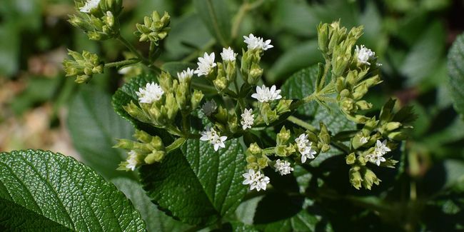 La stévia, l'herbe sucrée qui révolutionne notre alimentation