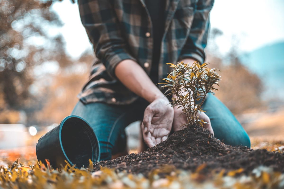 la plante vivace incontournable pour un jardin épanoui en automne