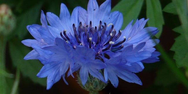 Les merveilles bleues du jardin