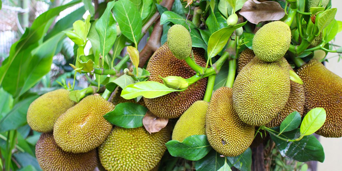 À la découverte du jacquier, un trésor tropical peu connu