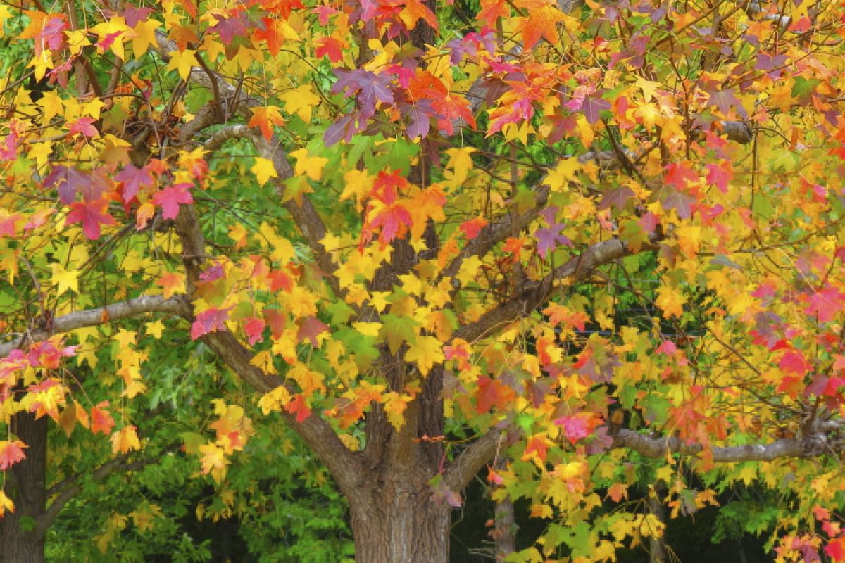 L'érable : un arbre emblématique à découvrir