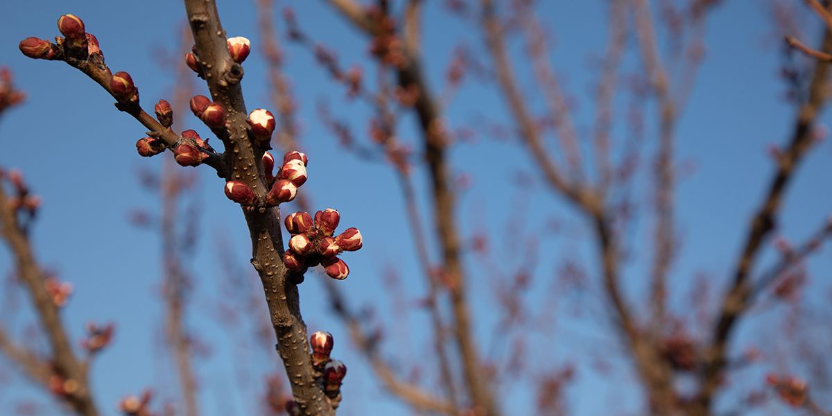 Comment préserver vos arbres fruitiers des gelées tardives du printemps